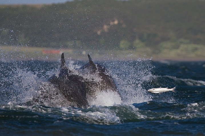 Groe Tmmler Tursiops truncatus Bottlenose dolphin